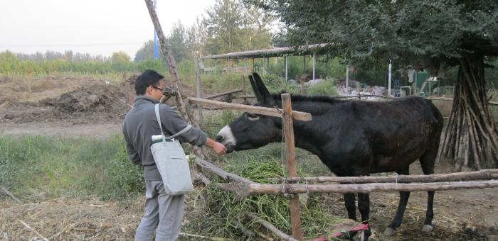 Cheng feeds the Little Donkey_