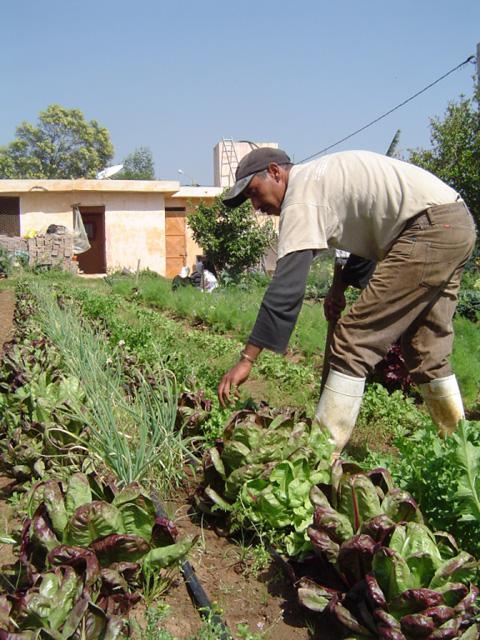 In Morocco at the new Swani tiqa CSA-AMAP. Photo courtesy of Urgenci